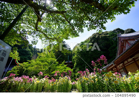 Matsuoji temple precincts, lilies in full bloom and the main hall 104895490