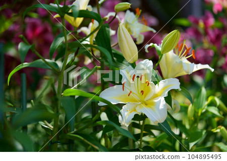 Matsuo Temple precincts, Casablanca in full bloom 104895495