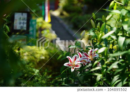 Matsuo-dera precincts, lilies in full bloom and a three-storied pagoda 104895502