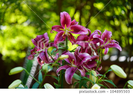 Matsuoji precincts, lilies in full bloom and fresh greenery 104895503
