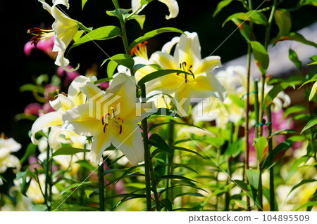 Matsuo Temple precincts, Casablanca in full bloom 104895509