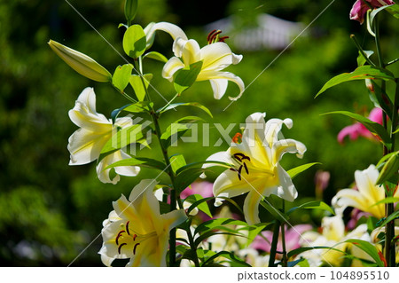 Matsuo Temple precincts, Casablanca in full bloom 104895510