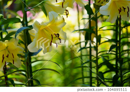 Matsuo Temple precincts, Casablanca in full bloom 104895511