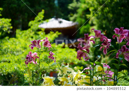 Matsuoji precincts, lilies in full bloom and a three-storied pagoda 104895512