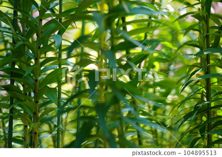 Matsuodera precincts, lily buds 104895513
