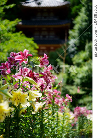 Matsuo Temple precincts, Casablanca in full bloom and a three-storied pagoda 104895516