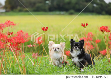 紅簇孤挺花在綠樹和兩隻小狗中綻放 紅簇孤挺花在綠樹和兩隻小狗中綻放 104895972