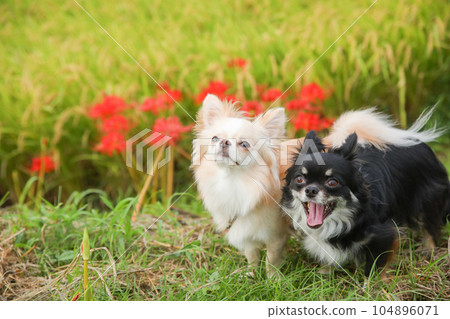 Bright red cluster amaryllis blooming in greenery and two Chihuahuas 104896071