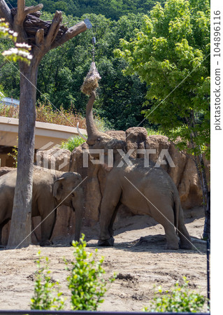 Sapporo Maruyama Zoo Elephant Sapporo Maruyama Zoo Elephant 104896116
