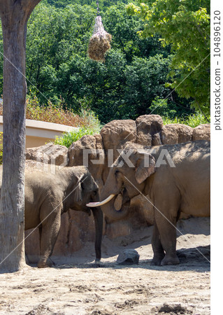 Sapporo Maruyama Zoo Elephant 104896120