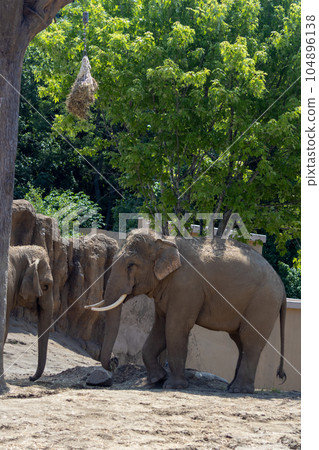 札幌丸山動物園大象 札幌丸山動物園大象 104896138