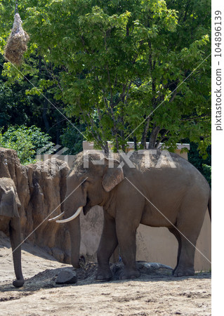 Sapporo Maruyama Zoo Elephant 104896139