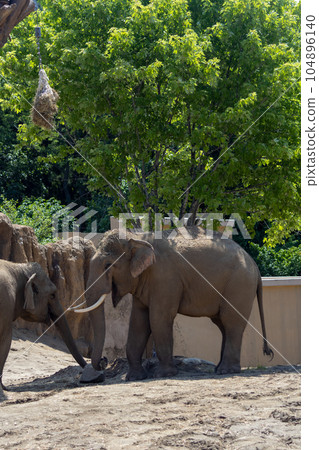 札幌丸山動物園大象 104896140