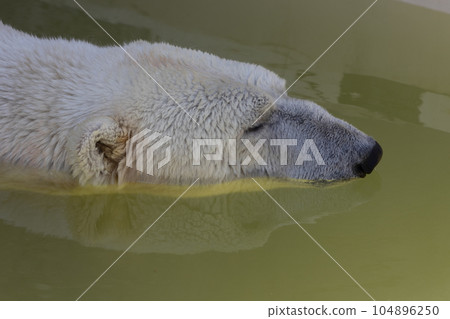 Sapporo Maruyama Zoo Polar Bear Sapporo Maruyama Zoo Polar Bear 104896250
