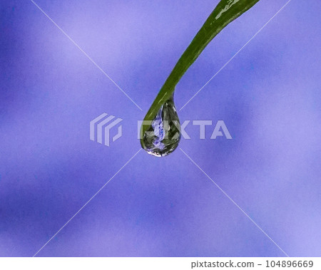 透過雨滴看到的繡球花 透過雨滴看到的繡球花 104896669