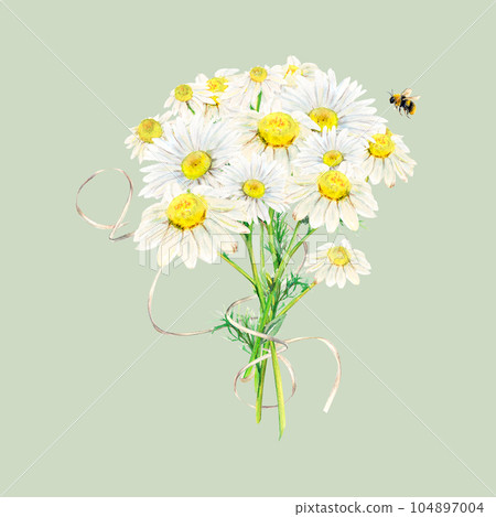 Set of camomile bouquet, bee and white paper ribbon hand-drawn. Watercolor floral illustration of delicate flowers isolated on light-green background. Chamomiles for printing, logo, postcards, picture 104897004