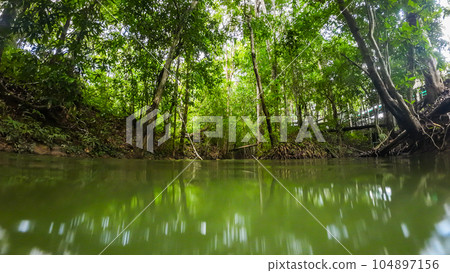 water surface stream and forest 104897156