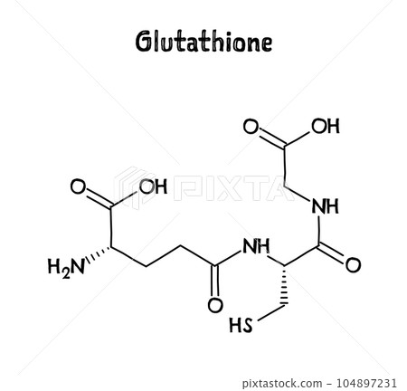 Glutathione molecular structure. Glutathione is an antioxidant in plants, animals, fungi, bacteria and archaea. .Vector structural formula of chemical compound. Black pen Hand-drawn style. 104897231