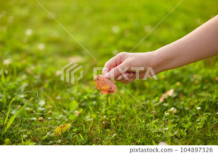 One hand of a woman taking grass and wild grass in a summer park One hand of a woman taking grass and wild grass in a summer park 104897326