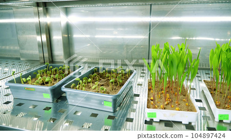 growing of young green sprouts in soil, in small boxes, on shelves of a special chamber, in modern smart laboratory. growing germinating seeds of various grains, breeding crops, 104897424