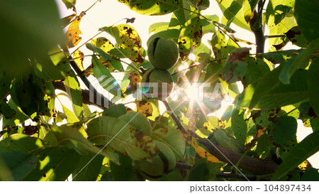 close up. Green european ripe walnuts growing on the tree among leaves, in the light of the sun. walnut trees with ripening walnuts on a large rural plantation close up. Green european ripe walnuts growing on the tree among leaves, in the light of the sun. walnut trees with ripening walnuts on a large rural plantation 104897434