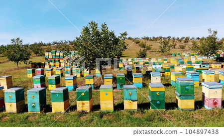 Bees in the apiary. in the meadow a lot of bee houses, hives are. honey production on farm. The bees swarm alongside hives . natural honey production, organic products. Bees in the apiary. in the meadow a lot of bee houses, hives are. honey production on farm. The bees swarm alongside hives . natural honey production, organic products. 104897438
