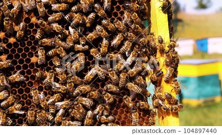 Frames of a beehive. Macro shot of bees swarming on a honeycomb . Working bees in a hive. Bees turn nectar into honey. Beekeeper harvesting honey. Apiculture. Apiary 104897440