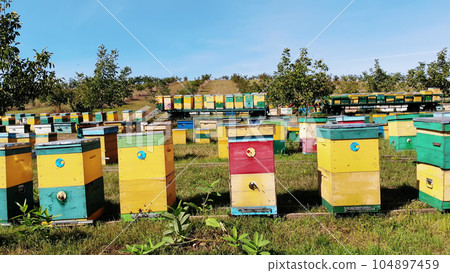 Bees in the apiary. in the meadow a lot of bee houses, hives are. honey production on farm. The bees swarm alongside hives . natural honey production, organic products. Bees in the apiary. in the meadow a lot of bee houses, hives are. honey production on farm. The bees swarm alongside hives . natural honey production, organic products. 104897459
