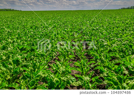 Close-up of young sugar beet plants in converging long rows. Agricultural field. 104897486