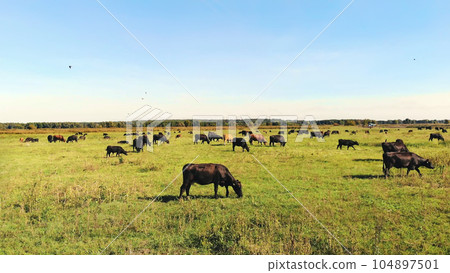 in meadow, on green grassy field, many brown and black pedigree, breeding cows, bulls are grazing. on farm. summer warm day. aero video. breeding, selection of cows, bulls 104897501