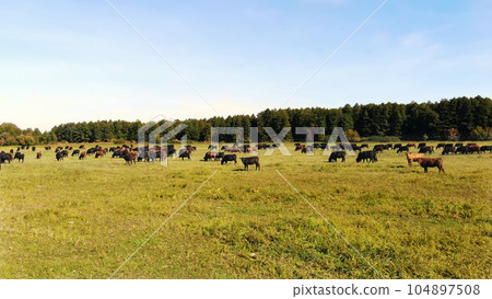 in meadow, on green grassy field, many brown and black pedigree, breeding cows, bulls are grazing. on farm. summer warm day. aero video. breeding, selection of cows, bulls in meadow, on green grassy field, many brown and black pedigree, breeding cows, bulls are grazing. on farm. summer warm day. aero video. breeding, selection of cows, bulls 104897508