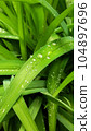Close up of green grass with dew drops.16:9 mobile phone wallpaper. Leaves after rain. 104897696