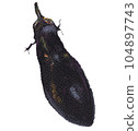 hand-painted eggplant 104897743