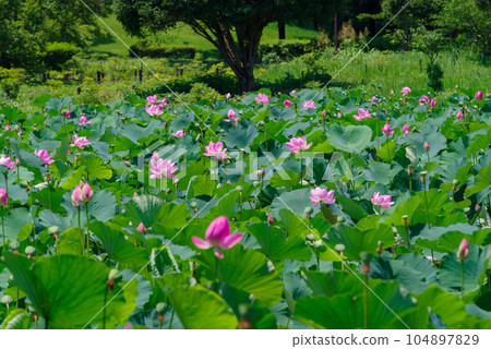 Ancient lotus 104897829