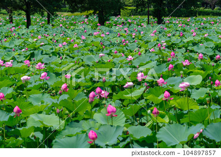 Ancient lotus 104897857