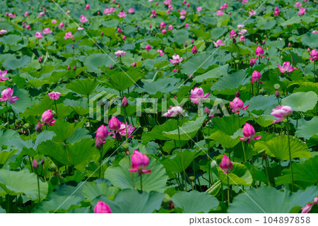 Ancient lotus 104897858