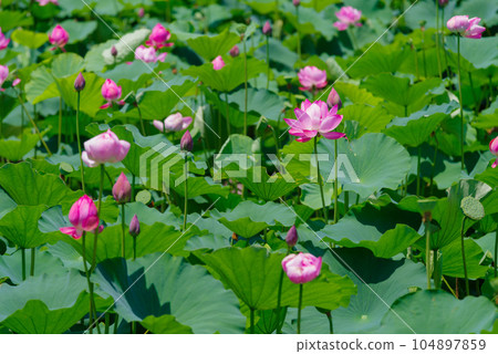 Ancient lotus 104897859