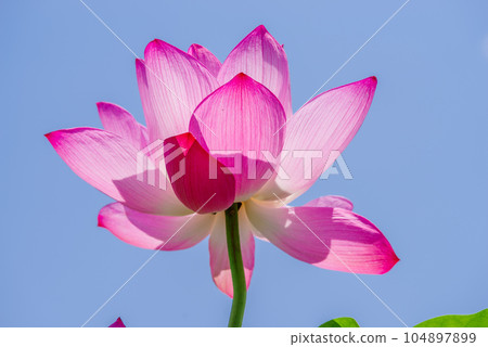 古蓮花 古蓮花 104897899