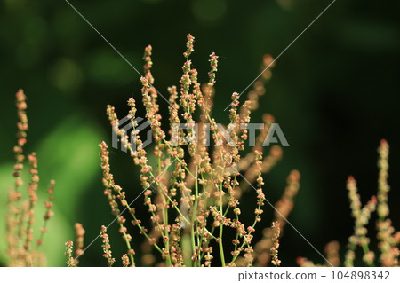 Himes sorrel flower Himes sorrel flower 104898342