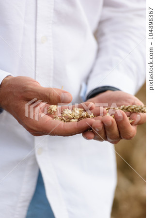 Man holding grains of malt in hands. Field on a background Man holding grains of malt in hands. Field on a background 104898367