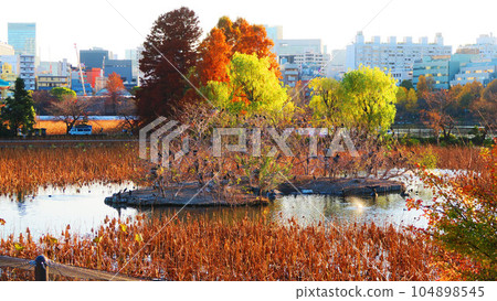 A distant view of a great cormorant colony at Shinobazu Pond in Taito, Tokyo 104898545
