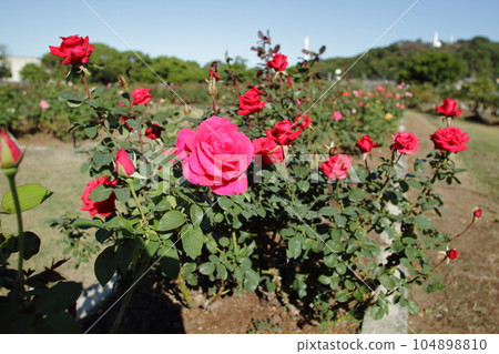 Arao City Ominous Citizen Flower Bed Rose Flower, 104898810