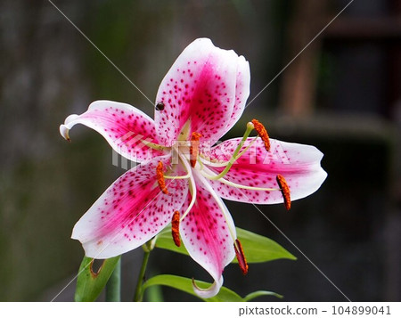 鹿子百合花特寫(紅色鹿子百合) 鹿子百合花特寫(紅色鹿子百合) 104899041