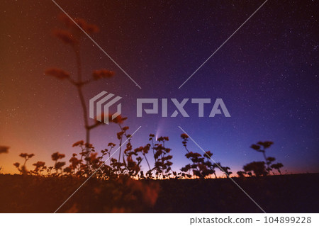 Comet Neowise C 2020 F3 In Night Starry Sky Above Flowering Buckwheat. summer Night Stars in purple, magenta colors Comet Neowise C 2020 F3 In Night Starry Sky Above Flowering Buckwheat. summer Night Stars in purple, magenta colors 104899228