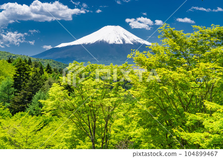 "Yamanashi Prefecture" Mt. Fuji in early summer, fresh green Nijumagari Pass 104899467
