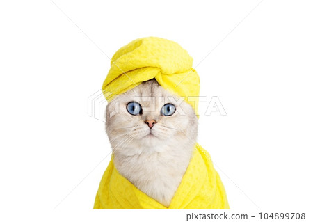 white cat in a yellow towel on his head and a yellow robe on a white background 104899708