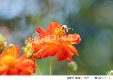 蜜蜂從Kibanakosmos吮吸蜂蜜 蜜蜂從Kibanakosmos吮吸蜂蜜 104899807