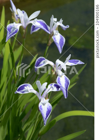 Origami crane Origami crane 104900166