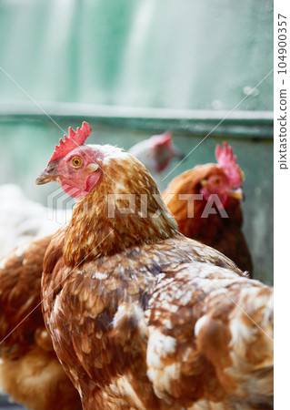 free range chicken in the summer day 104900357