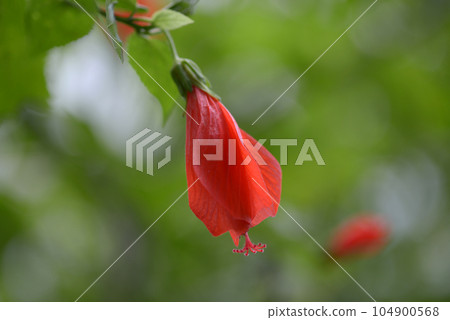 UNAKUSHI FUYOU UNAKUSHI FUYOU 104900568